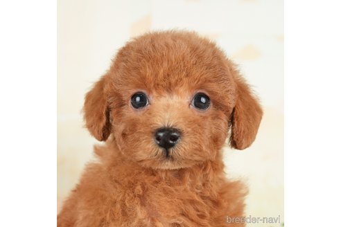 成約済の茨城県のトイプードル-283351